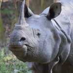 Thumb one horn rhino