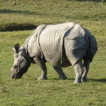 Thumb rhinoceros 6885396 1280