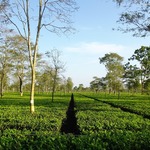 Thumb tea garden 6912013 1280